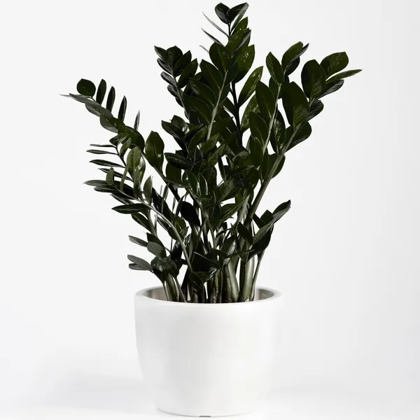 Black_ZZ_Indoor_Plant_For_Home_Decoration_&_Gardening_(Pack_Of_1)