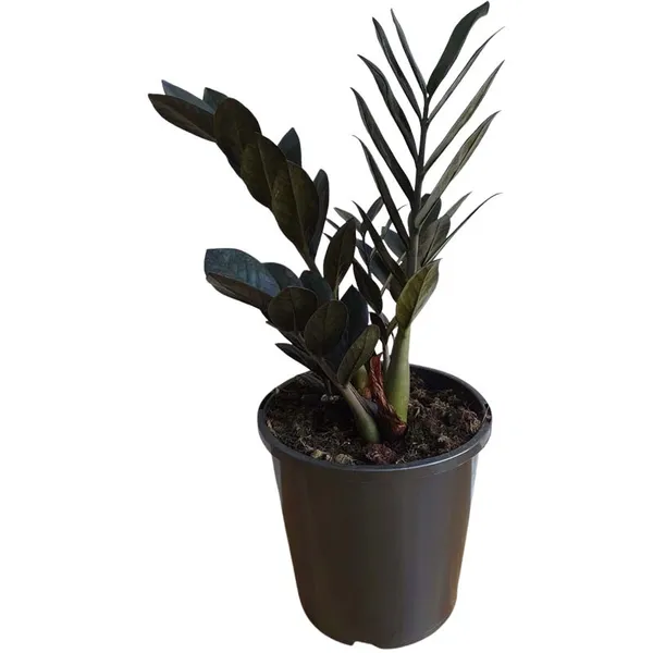 Black_ZZ_Indoor_Plant_For_Home_Decoration_&_Gardening_(Pack_Of_1)