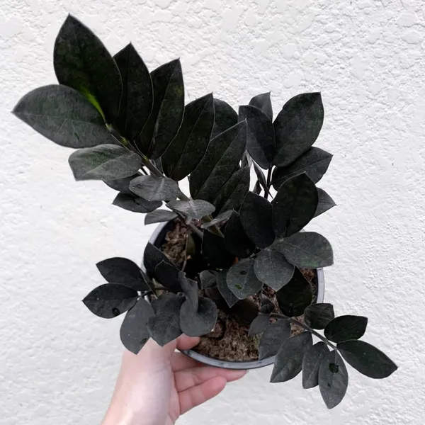 Black_ZZ_Indoor_Plant_For_Home_Decoration_&_Gardening_(Pack_Of_1)
