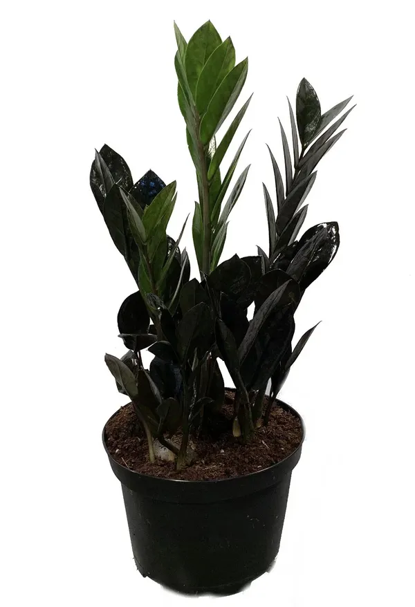 Black_ZZ_Indoor_Plant_For_Home_Decoration_&_Gardening_(Pack_Of_1)