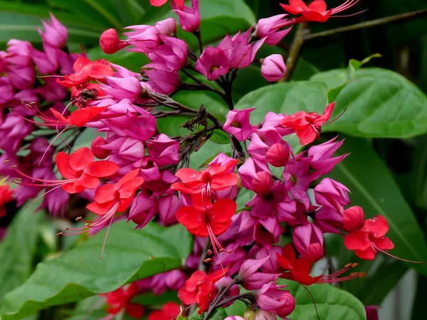 Bleeding_Heart_(Grafted)_Vine_Red_1.5-3.5_Ft_Creepers_&_Climbers_Plant_(Pack_Of_1)