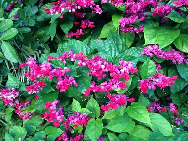 Bleeding_Heart_(Grafted)_Vine_Red_1.5-3.5_Ft_Creepers_&_Climbers_Plant_(Pack_Of_1)