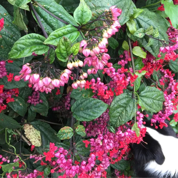 Bleeding_Heart_(Grafted)_Vine_Red_1.5-3.5_Ft_Creepers_&_Climbers_Plant_(Pack_Of_1)