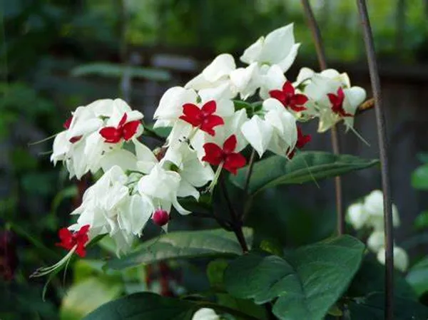 Bleeding_Heart_(Grafted)_Vine_White_1.5-3.5_Ft_Creepers_&_Climbers_Plant_(Pack_Of_1)