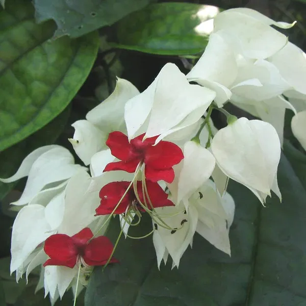 Bleeding_Heart_(Grafted)_Vine_White_1.5-3.5_Ft_Creepers_&_Climbers_Plant_(Pack_Of_1)