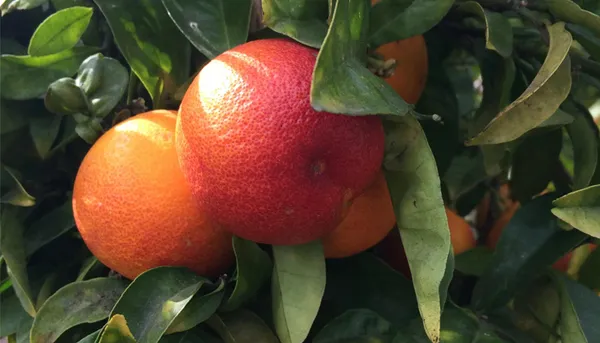 Blood_Orange_(Grafted)_Sweet_Fruit_Hybrid_Plant_1.5-3.5_Ft_(Pack_of_1)