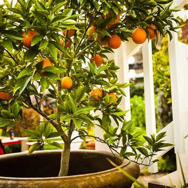 Blood_Orange_(Grafted)_Sweet_Fruit_Hybrid_Plant_1.5-3.5_Ft_(Pack_of_1)