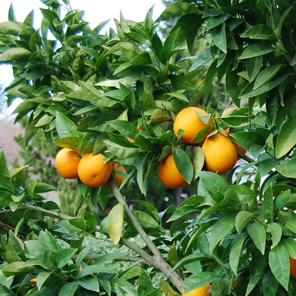 Blood_Orange_(Grafted)_Sweet_Fruit_Hybrid_Plant_1.5-3.5_Ft_(Pack_of_1)