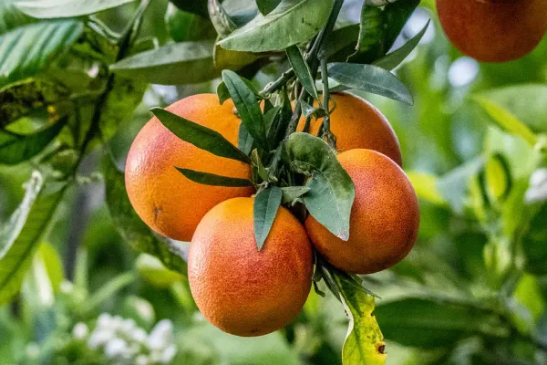 Blood_Orange_(Grafted)_Sweet_Fruit_Hybrid_Plant_1.5-3.5_Ft_(Pack_of_1)