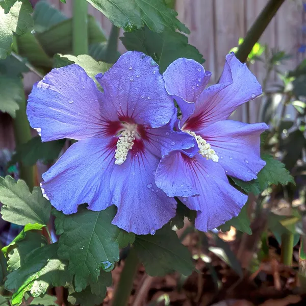 Blue_Hibiscus_Flowering_Plant_For_Home_Gardening_Hibiscus_(Blue)_Grafted_Flower_Plant_1.5-2.5_Ft_Size_(Pack_Of_1)