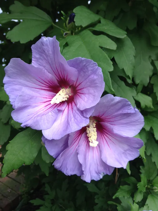 Blue_Hibiscus_Flowering_Plant_For_Home_Gardening_Hibiscus_(Blue)_Grafted_Flower_Plant_1.5-2.5_Ft_Size_(Pack_Of_1)