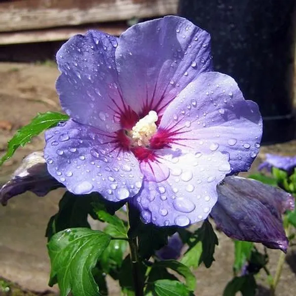 Blue_Hibiscus_Flowering_Plant_For_Home_Gardening_Hibiscus_(Blue)_Grafted_Flower_Plant_1.5-2.5_Ft_Size_(Pack_Of_1)