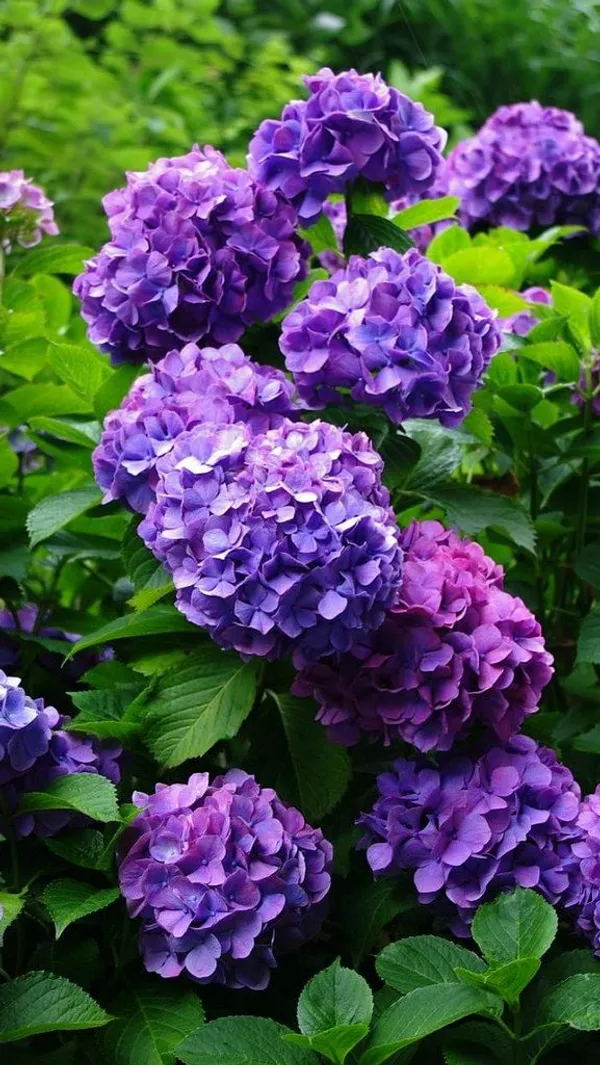 Blue_Hydrangea_Flowering_Plant_(1.5-2_Ft_Size)_For_Bush/Shrub/Home_Decoration_&_Gardening_(Pack_Of_1)