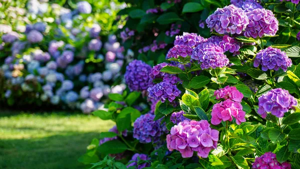 Blue_Hydrangea_Flowering_Plant_(1.5-2_Ft_Size)_For_Bush/Shrub/Home_Decoration_&_Gardening_(Pack_Of_1)