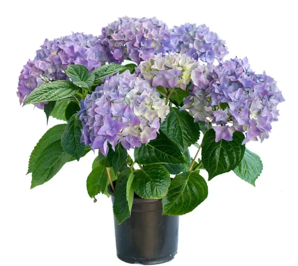 Blue_Hydrangea_Flowering_Plant_(1.5-2_Ft_Size)_For_Bush/Shrub/Home_Decoration_&_Gardening_(Pack_Of_1)