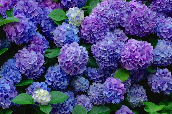 Blue_Hydrangea_Flowering_Plant_(1.5-2_Ft_Size)_For_Bush/Shrub/Home_Decoration_&_Gardening_(Pack_Of_1)