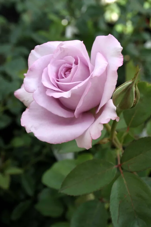 Blue_Moon_Rose_Flowering_Plant_(1.5-3.5_Ft_Size)_For_Home_Garden_Hybrid_Purple_Rose_Flower_Plant_(Grafted,_Pack_Of_1)