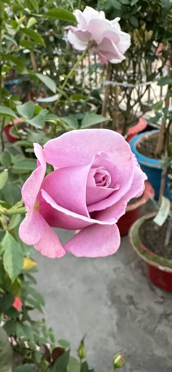 Blue_Moon_Rose_Flowering_Plant_(1.5-3.5_Ft_Size)_For_Home_Garden_Hybrid_Purple_Rose_Flower_Plant_(Grafted,_Pack_Of_1)