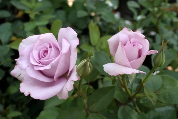 Blue_Moon_Rose_Flowering_Plant_(1.5-3.5_Ft_Size)_For_Home_Garden_Hybrid_Purple_Rose_Flower_Plant_(Grafted,_Pack_Of_1)