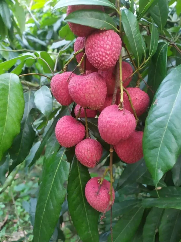 Bombai_Litchi_Plant_(Pack_of_1)
