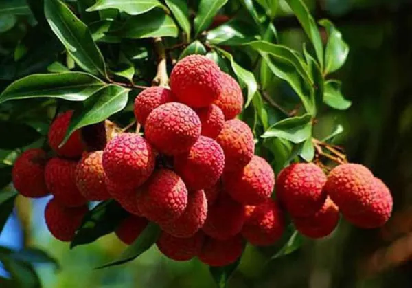 Bombai_Litchi_Plant_(Pack_of_1)