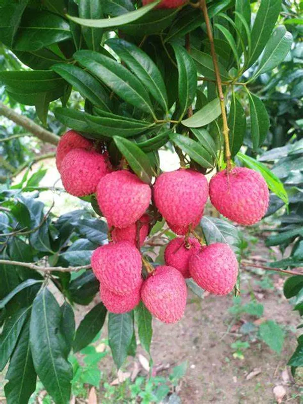 Bombai_Litchi_Plant_(Pack_of_1)
