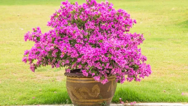 Bougainvillea_Coral_Pink_Flowering__Plant_For_Shrub/Bush/Home_Gardening_(Pack_Of_1)