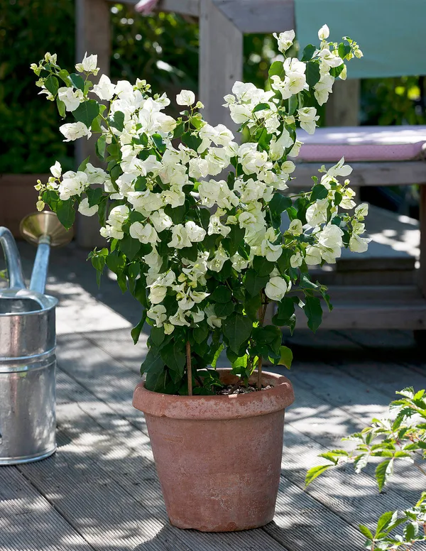 Bougainvillea_Glabra_Snow_White_?_Flowering_Plant_(Pack_Of_1)