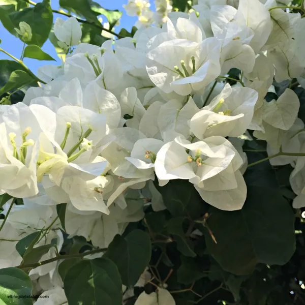 Bougainvillea_Glabra_Snow_White_?_Flowering_Plant_(Pack_Of_1)