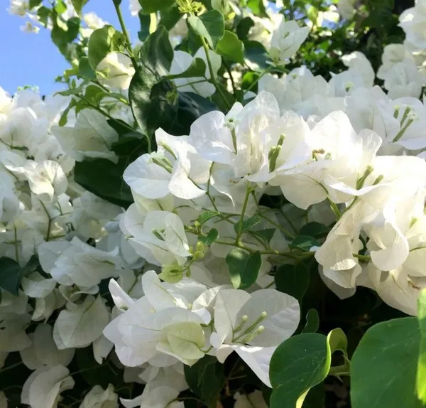 Bougainvillea_Glabra_Snow_White_?_Flowering_Plant_(Pack_Of_1)
