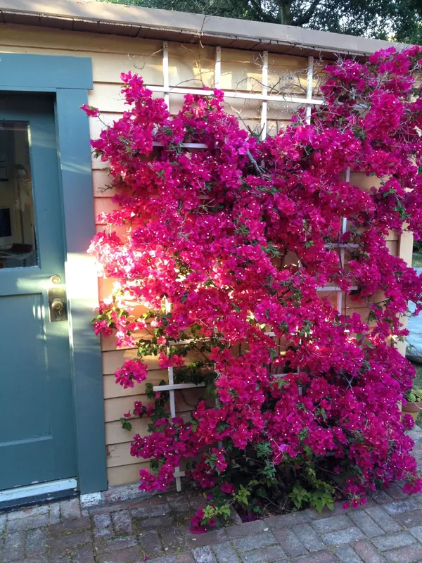 Bougainvillea_Purple_Flowering_Plant_For_Shrub/Home_Gardening_(Pack_Of_1)