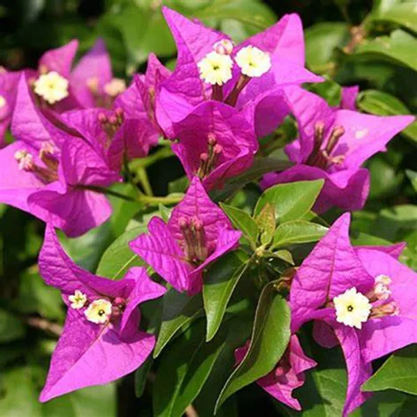Bougainvillea_Purple_Flowering_Plant_For_Shrub/Home_Gardening_(Pack_Of_1)