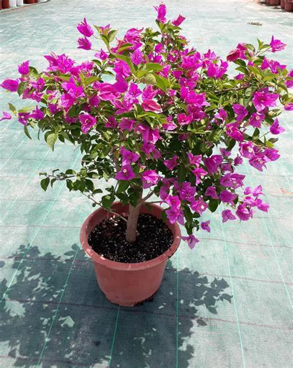 Bougainvillea_Purple_Flowering_Plant_For_Shrub/Home_Gardening_(Pack_Of_1)
