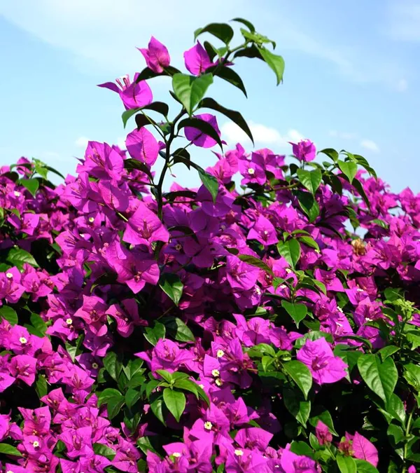 Bougainvillea_Purple_Flowering_Plant_For_Shrub/Home_Gardening_(Pack_Of_1)
