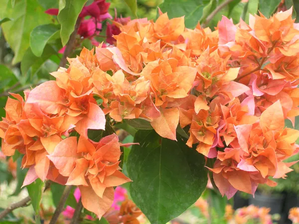 Bougainvillea_(Orange)_Flowering__Plant_&_Tree_For_Shrub/Home_Gardening_(Pack_Of_1)