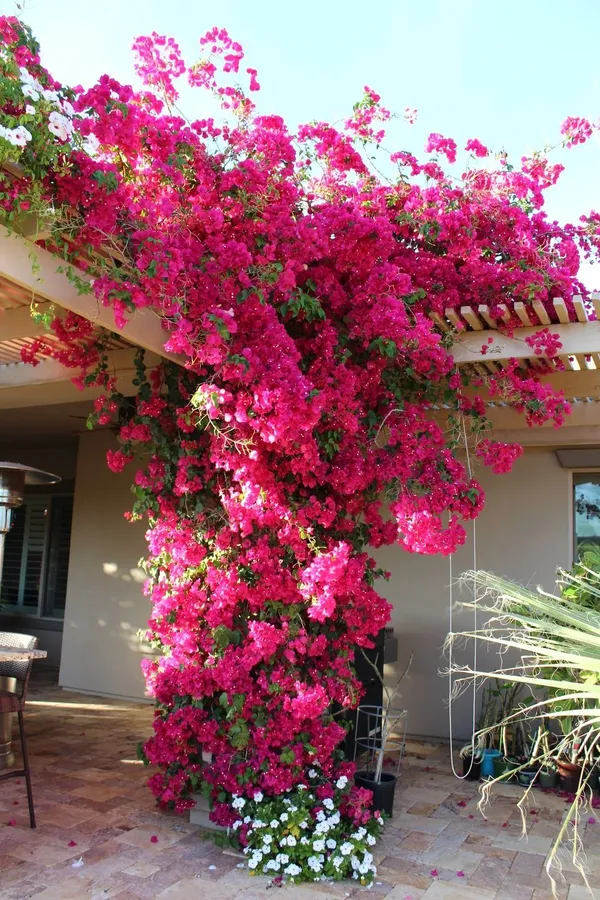 Bougainvillea_(Pink)_Flowering_Plant_1.5-3.5_Ft_Hight_For_Shrub/Bush/Home_Decoration_&_Gardening_(Pack_Of_1)