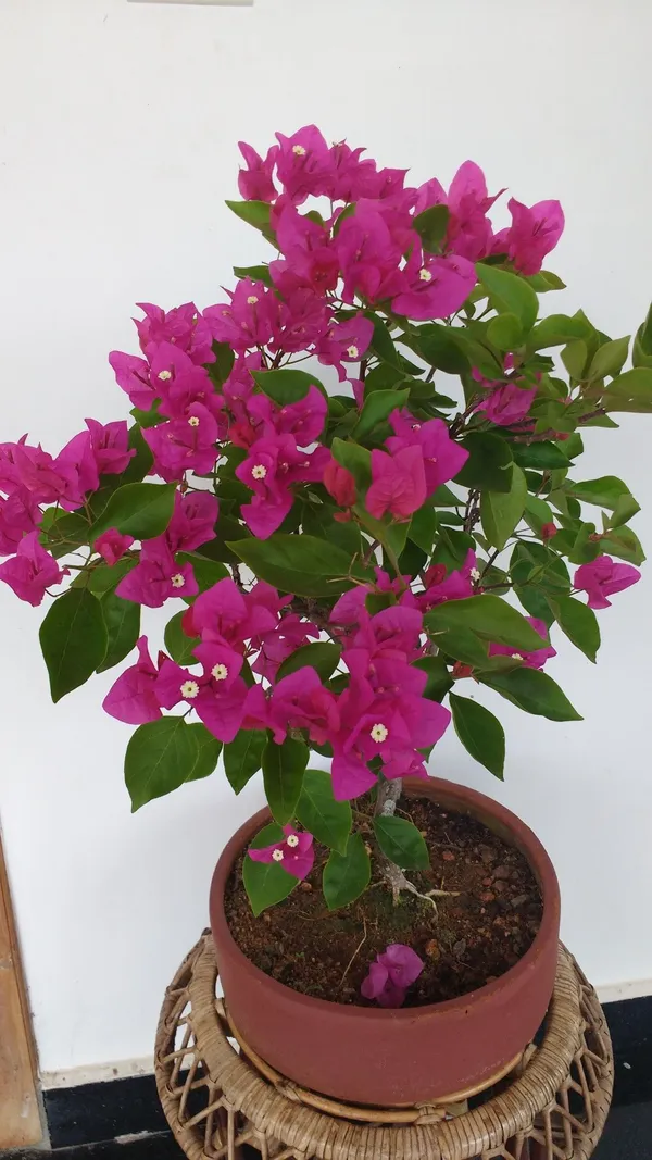 Bougainvillea_(Pink)_Flowering_Plant_1.5-3.5_Ft_Hight_For_Shrub/Bush/Home_Decoration_&_Gardening_(Pack_Of_1)
