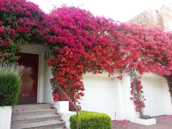 Bougainvillea_(Pink)_Flowering_Plant_1.5-3.5_Ft_Hight_For_Shrub/Bush/Home_Decoration_&_Gardening_(Pack_Of_1)