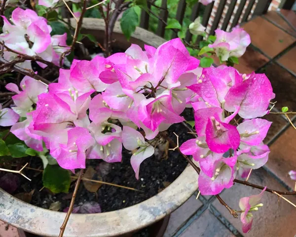 Bougainvillea_(Thai_Imperial_Delight)_Flowering_Plant_&_Tree_(Grafted)_For_Shrub/Bush/Sweet_Home_Decoration_&_Garden_(1.5-3.5_Ft_Hight)_Hybrid,_Pack_Of_1