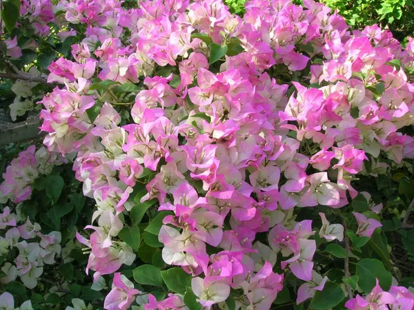 Bougainvillea_(Thai_Imperial_Delight)_Flowering_Plant_&_Tree_(Grafted)_For_Shrub/Bush/Sweet_Home_Decoration_&_Garden_(1.5-3.5_Ft_Hight)_Hybrid,_Pack_Of_1