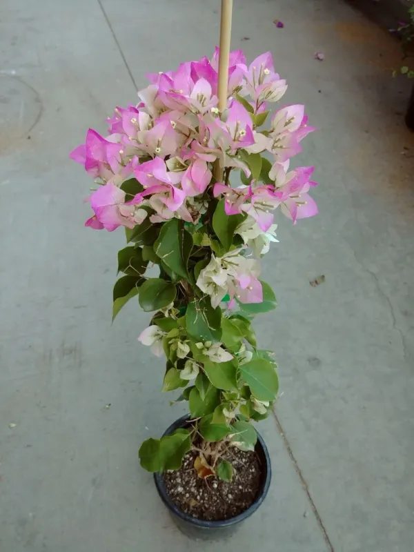 Bougainvillea_(Thai_Imperial_Delight)_Flowering_Plant_&_Tree_(Grafted)_For_Shrub/Bush/Sweet_Home_Decoration_&_Garden_(1.5-3.5_Ft_Hight)_Hybrid,_Pack_Of_1