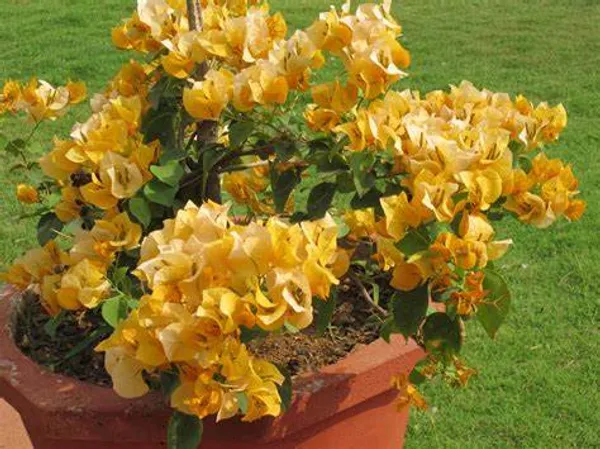 Bougainvillea_(Yellow)_Flowering_Plant_For_Shrub/Home_Gardening_(Hybrid,_Pack_Of_1)