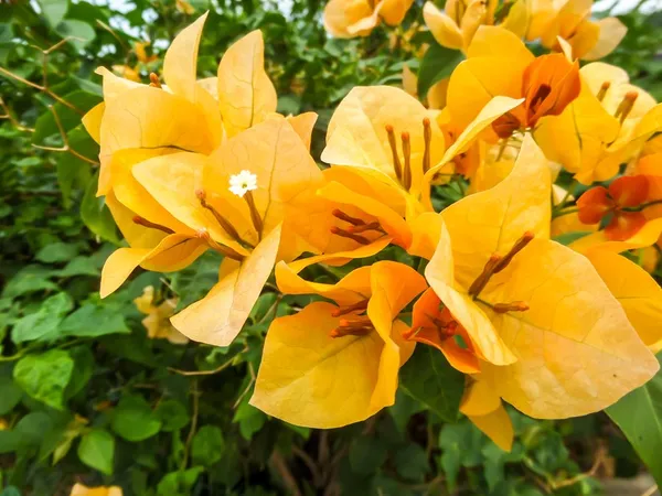 Bougainvillea_(Yellow)_Flowering_Plant_For_Shrub/Home_Gardening_(Hybrid,_Pack_Of_1)