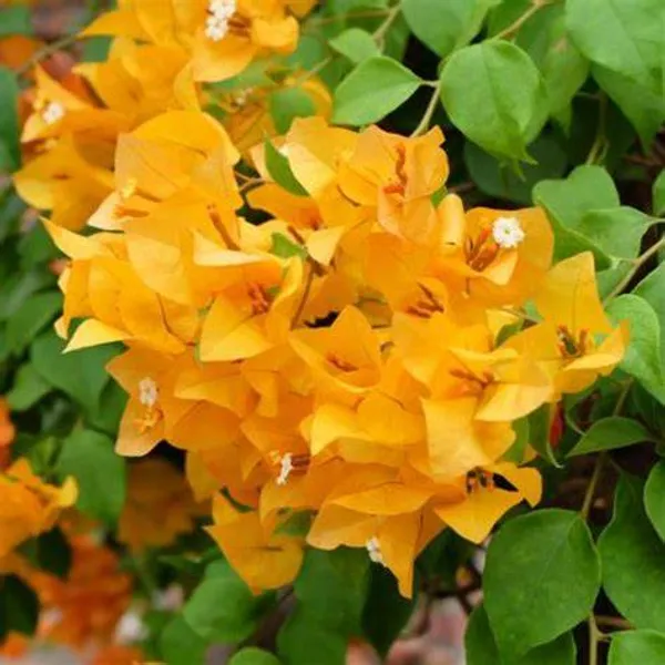 Bougainvillea_(Yellow)_Flowering_Plant_For_Shrub/Home_Gardening_(Hybrid,_Pack_Of_1)