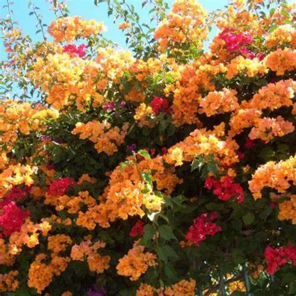 Bougainvillea_(Yellow)_Flowering_Plant_For_Shrub/Home_Gardening_(Hybrid,_Pack_Of_1)