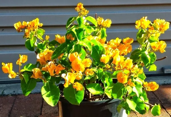 Bougainvillea_(Yellow)_Flowering_Plant_For_Shrub/Home_Gardening_(Hybrid,_Pack_Of_1)