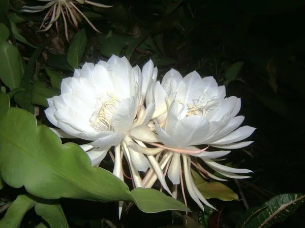 Brahma_Kamal_Flowering_Plant_For_Home_Gardening_White_Brahma_Kamal_Night_Flower_Plant_(Pack_Of_1)