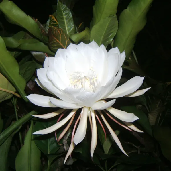 Brahma_Kamal_Flowering_Plant_For_Home_Gardening_White_Brahma_Kamal_Night_Flower_Plant_(Pack_Of_1)