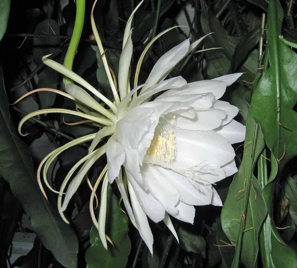 Brahma_Kamal_Flowering_Plant_For_Home_Gardening_White_Brahma_Kamal_Night_Flower_Plant_(Pack_Of_1)