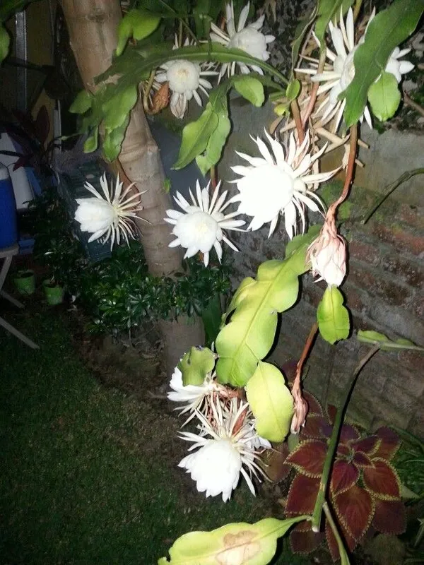 Brahma_Kamal_Flowering_Plant_For_Home_Gardening_White_Brahma_Kamal_Night_Flower_Plant_(Pack_Of_1)